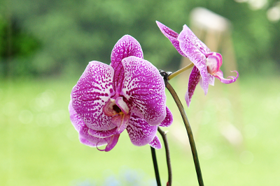 Orchidea, par Xavier E. G. Dierick